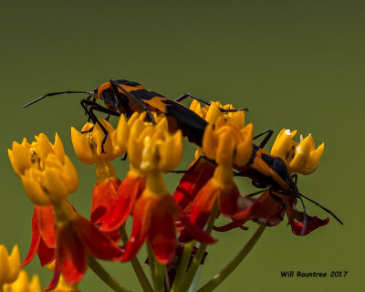 5F1A6632 Milkweed Assassin bugs.jpg