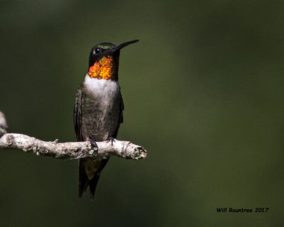 5F1A6768 Ruby-throated Hummingbird.jpg