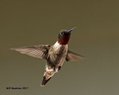 5F1A6901 Ruby-throated Hummingbird.jpg