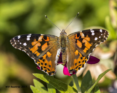 5F1A6946 American Painted Lady.jpg