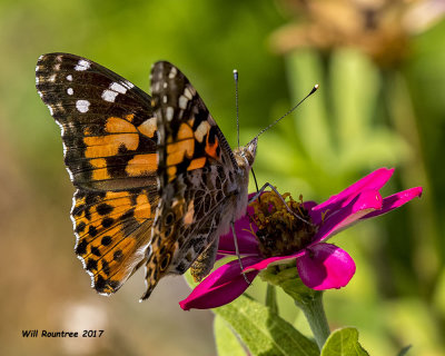 5F1A6950 American Painted Lady.jpg
