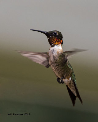 5F1A7192 Ruby-throated Hummingbird.jpg