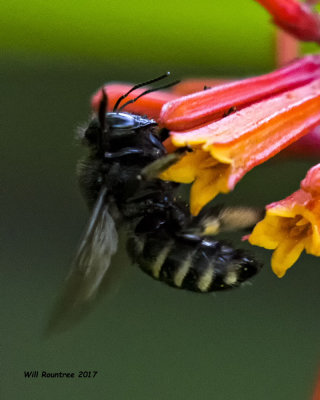 5F1A7307 Horsefly-like Carpenter bee Xylocopa tabaniformis parkinsoniae.jpg