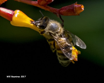 5F1A7386 Honey bee.jpg