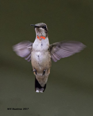 Ruby-throated Hummingbird.jpg