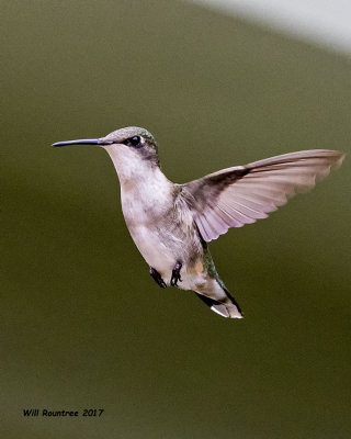 5F1A7513 Ruby-throated Hummingbird.jpg