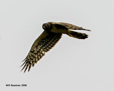 img_9567 Northern Harrier f.jpg