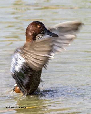img_9473 Cinnamon Teal.jpg