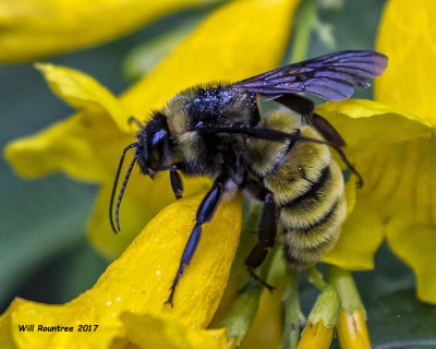 5F1A7654 Bumble Bee.jpg