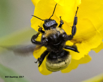 5F1A7739 Bumble Bee.jpg