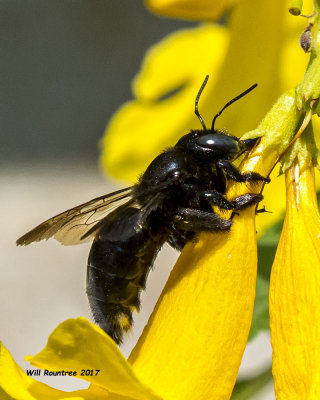 5F1A7840  Two-spotted Longhorn Melissodes bimaculatus.jpg