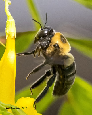 5F1A7860  Eastern Carpenter Bee Xylocopa virginica.jpg