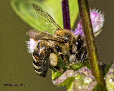 5F1A7871 European Honey Bee.jpg