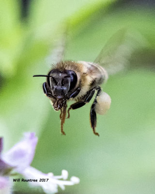 5F1A8042 European Honey Bee.jpg