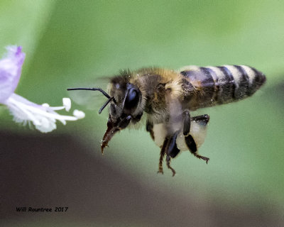 5F1A8048 European Honey Bee.jpg