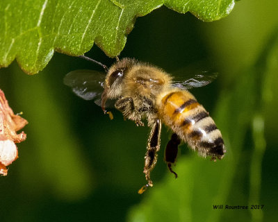 5F1A8279 Honey Bee.jpg