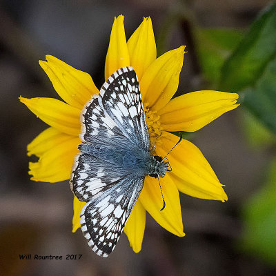 5F1A8568 Tropical Checkered Skipper.jpg