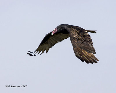 5F1A8713 Turkey Vulture.jpg