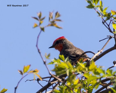 5F1A8752 Vermillion Flycatcher.jpg