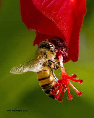 5F1A8818 Honey Bee.jpg