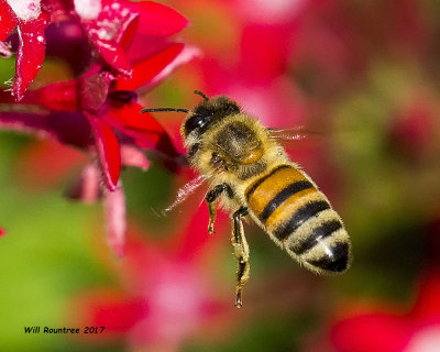 5F1A8842 Honey Bee.jpg