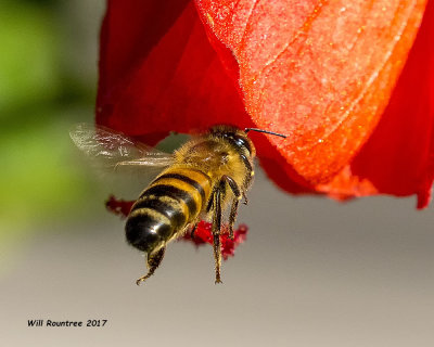 5F1A8964 Honey Bee.jpg