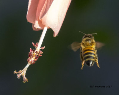 5F1A8994 Honey Bee.jpg