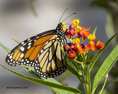 5F1A9084 Monarch.jpg