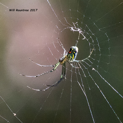 5F1A9573 Orchard orb weaver.jpg