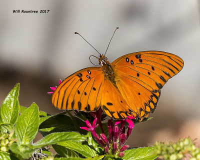 5F1A9592 Gulf Fritillary.jpg