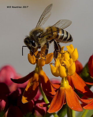 5F1A9595 Honey Bee.jpg