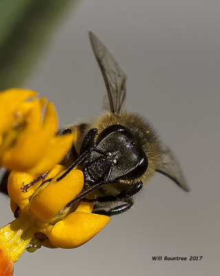 5F1A9598 Honey Bee.jpg