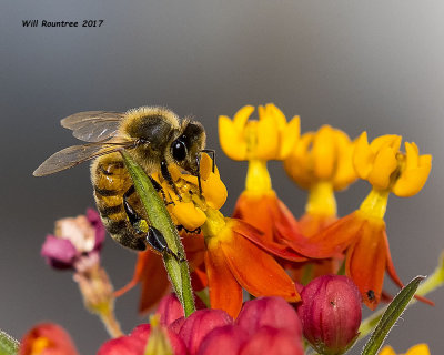 5F1A9794 Honey bee.jpg