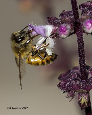 5F1A9896 Honey Bee with Basil.jpg