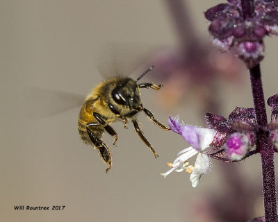 5F1A9897 Honey Bee with Basil.jpg