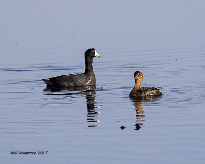 5F1A9964 Coot and Grebe.jpg