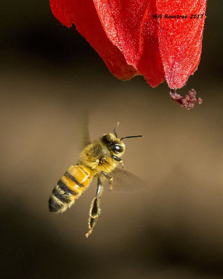 5F1A0185 Honey Bee.jpg