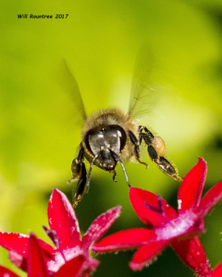 5F1A0264 Honey Bee.jpg