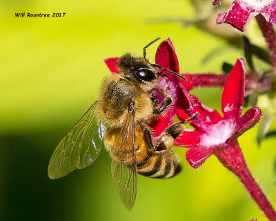 5F1A0286 Honey Bee.jpg