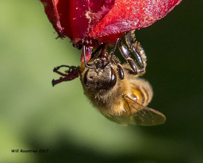 5F1A0584 Honey Bee.jpg