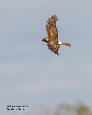 _MG_3000 Northern Harrier.jpg