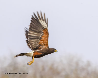 IMG_2364 Harris Hawk.jpg