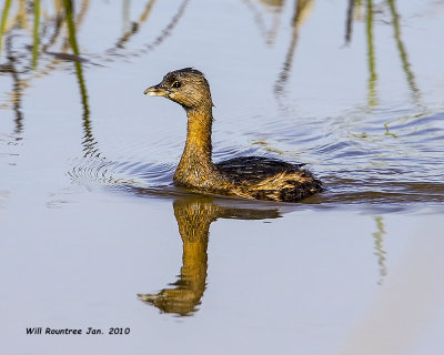 IMG_2526 Pied-billed Grebe.jpg