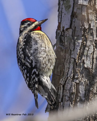 IMG_3044 Yellow-bellied Sapsucker.jpg