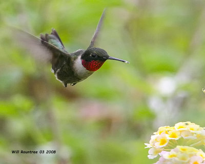 IMG_2396 Ruby-throated Hummingbird.jpg