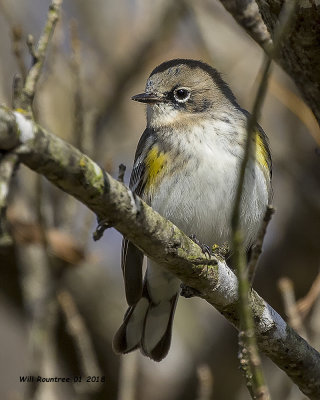 5F1A0661 Yellow-rumped Warbler.jpg