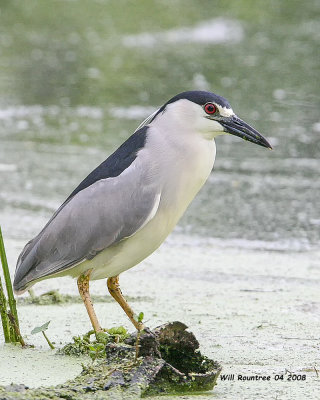 IMG_2659 Black-crowned Night Heron.jpg