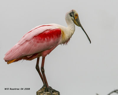 IMG_3099 Roseate Spoonbill.jpg