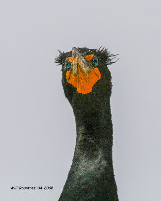 IMG_3209 Double-crested Cormorant.jpg