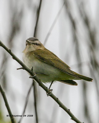 IMG_4741 Red-eye Vireo.jpg